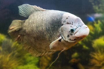 Giant gourami fish, Osphronemus goramy swims in an aquarium