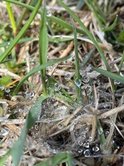 snake in the grass