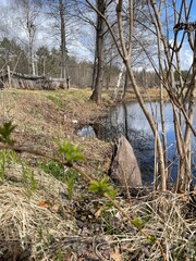 tspring in the fores