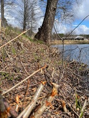 bird on a log