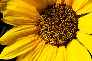 
Close up of a sunflower with pollen scattered by the wind