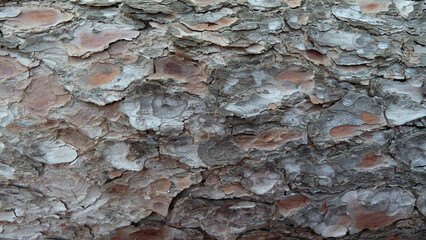 Corteccia di pino