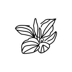 Plantain plant color line icon. Pictogram for web page