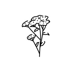 Yarrow plant color line icon. Pictogram for web page