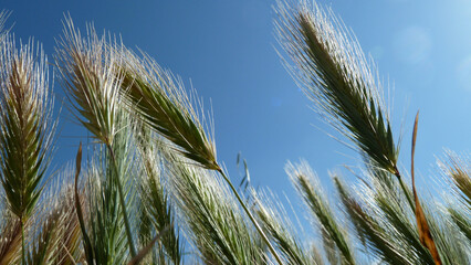Piante e fiori selvatici