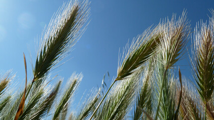 Piante e fiori selvatici