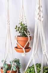 Makramee Blumenampel und verschiedene Zimmerpflanzen – Urban Jungle Trend