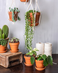 Makramee Blumenampel und verschiedene Zimmerpflanzen – Urban Jungle Trend