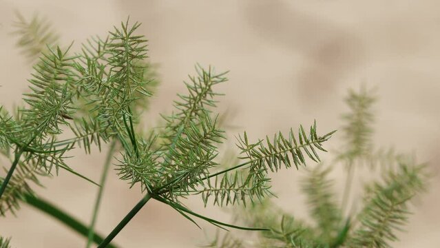 Close up of Cyperus esculentus, straw-colored flatsedge, Cyperus strigosus in the garden. 
