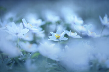 Białe kwiaty, zawilce gajowego. Wiosenna polana w lesie, ujęcie z przodu