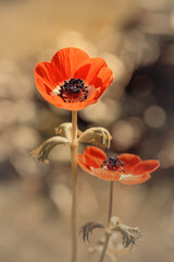 Fototapeta Czerwony anemon w ogrodzie obraz