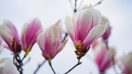 Close-up of pink magnolia flowers against the sky.Flowering garden,seasonal flowers.Spring flowers,beautiful card for mother's day,women's day.Macro photo of a large Japanese lily flower,Magnoliaceae.