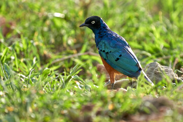 Wildlife in Tarengire National Park, Tanzania