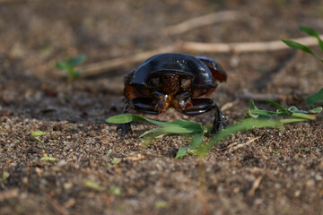 Wildlife in Tarengire National Park, Tanzania