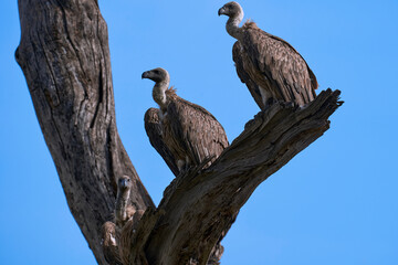 Wildlife in Tarengire National Park, Tanzania
