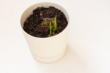 New shoots of a calla lily plant growing out of pot in early spring on white background mock up, copy space