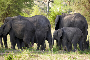 Wildlife in Tarengire National Park, Tanzania
