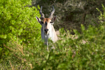 Wildlife in Tarengire National Park, Tanzania
