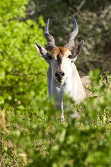 Wildlife in Tarengire National Park, Tanzania
