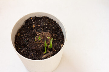 New shoots of a calla lily plant growing out of pot in early spring on white background mock up, copy space