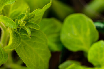 Macro of plug plants, Petunia seedlings, seedlings for the garden. Agriculture or gardening.