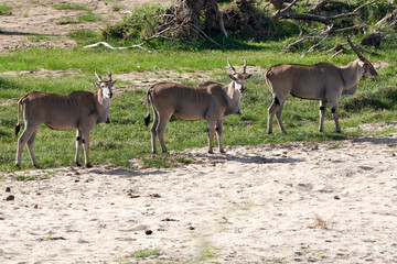 Wildlife in Tarengire National Park, Tanzania