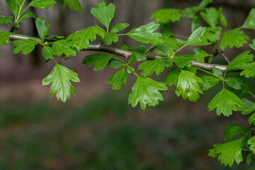 Fototapeta na wymiar Common hawthorn green leaves