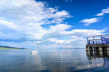 View on the Balaton Lake and the swans and ducks swimming