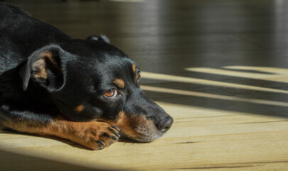 Portrait of sad black small dog lying on wooden floor in sunlight at home.