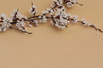branch of blossom background with copy space