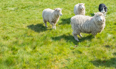 Fototapeta premium Experienced shepherd and his border collie dog giving a demonstration on how to round up sheep at the Henham Easter County Show, April 2022
