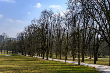 Fototapeta na wymiar Trees of the Tivoli Park in Ljubljana