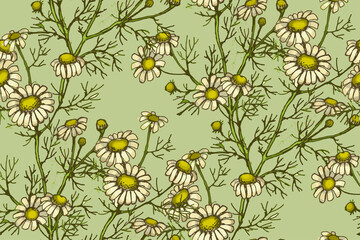 Chamomile. Seamless pattern. Suitable for fabric, wrapping paper and the like
