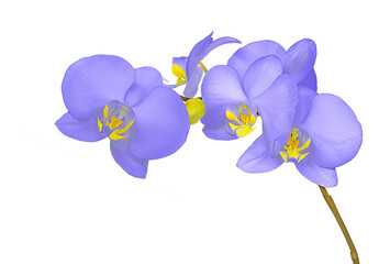 Fototapeta na wymiar Orchid lilac flower isolated