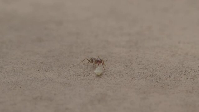 Black ant trying to carry food in slow motion