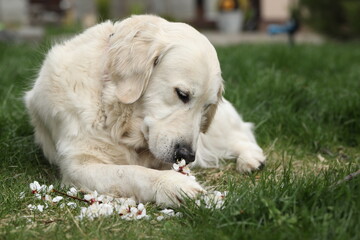cute golden retriever dog with blossom