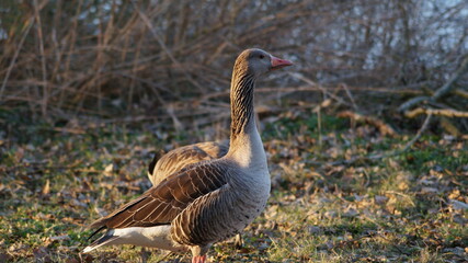 wild geese by the lake on a spring evening in the city of Germany