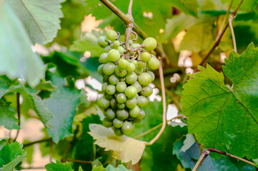 Bunch of grapes on a tree