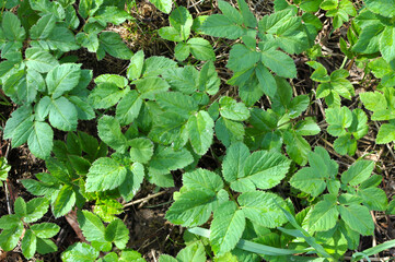 Aegopodium podagraria grows as a weed in nature