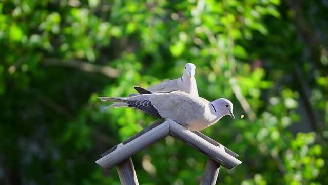 Two Eurasian collared doves (Streptopelia decaocto) pecking birdseed on bird feeder rooftop