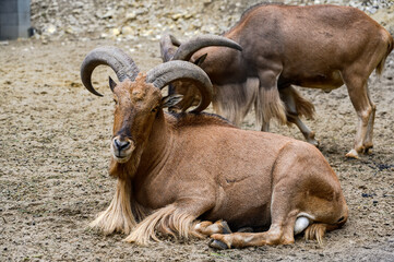 Portrait of barbary sheep