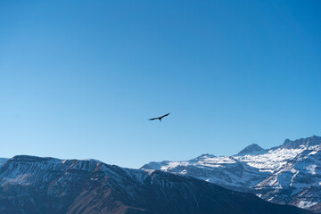 Fototapeta na wymiar Black silhouette of Andean condor flying over snow-capped mountains, Chile