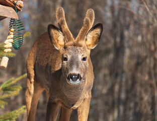 Close-up of a roebuck with large antlers