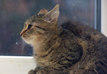 tabby kitten on a light background