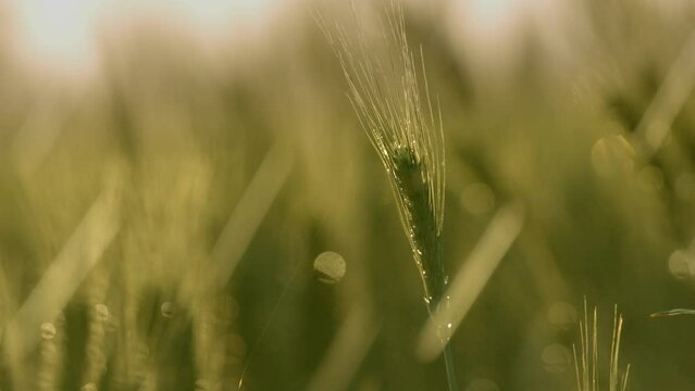 A green wheat spike in irrigation process and water drops hit the wheat spike in slow motion.