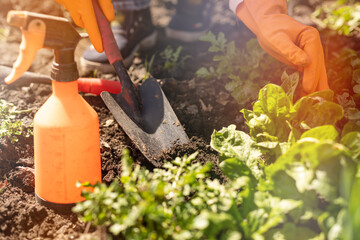 Fototapeta premium woman in gloves plants in a greenhouse. spring work with seedling in the garden