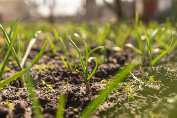 organically cultivated garlic plantation in the vegetable garden