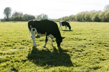 Black and white cows in a field on green grass.