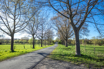 Spring road among the trees in the countryside.
