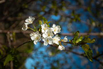 White flowers of an apple tree.